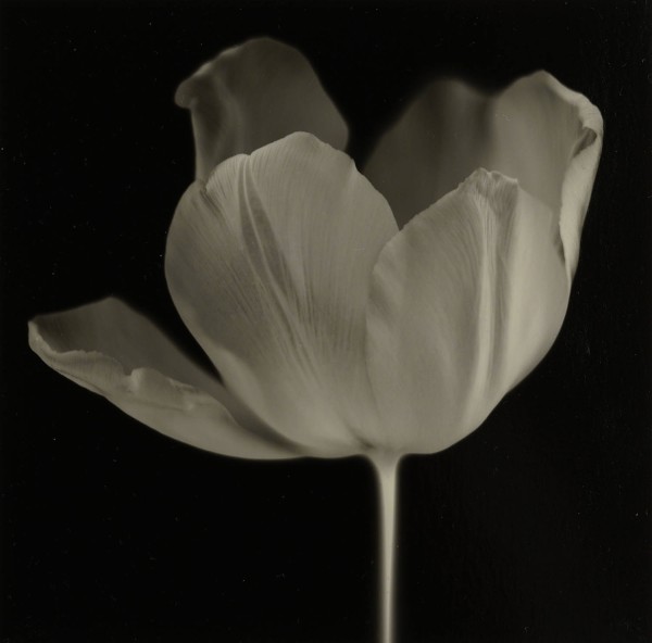 Mineo Sakata : Tulip v2